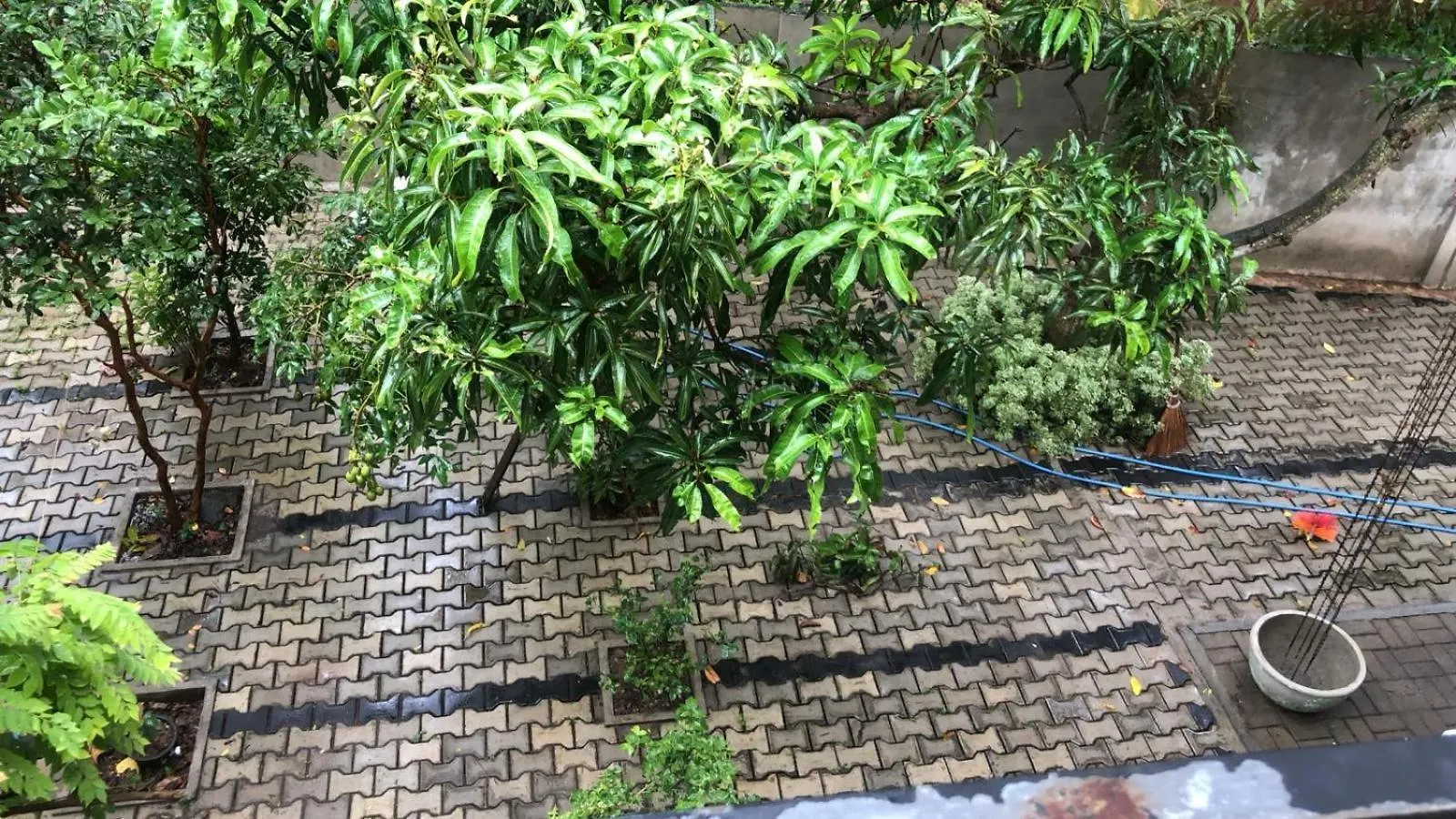 Marigold Negombo B&B